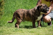 DJANGO, Hund, Molosser-Basset Hound-Mix in Ungarn - Bild 7