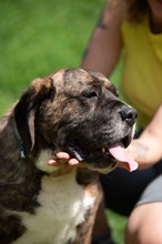 DJANGO, Hund, Molosser-Basset Hound-Mix in Ungarn - Bild 8