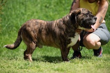 DJANGO, Hund, Molosser-Basset Hound-Mix in Ungarn - Bild 9