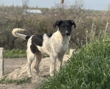 PÜPPI, Hund, Mischlingshund in Rumänien - Bild 1