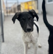 PÜPPI, Hund, Mischlingshund in Rumänien - Bild 2