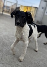 PÜPPI, Hund, Mischlingshund in Rumänien - Bild 3