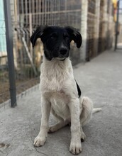 PÜPPI, Hund, Mischlingshund in Rumänien - Bild 4