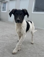 PÜPPI, Hund, Mischlingshund in Rumänien - Bild 5