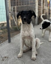PÜPPI, Hund, Mischlingshund in Rumänien - Bild 6
