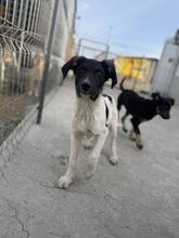 PÜPPI, Hund, Mischlingshund in Rumänien - Bild 7