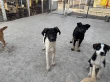 PÜPPI, Hund, Mischlingshund in Rumänien - Bild 8