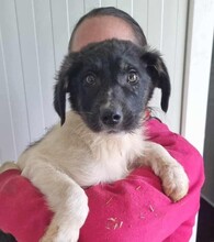 PÜPPI, Hund, Mischlingshund in Rumänien - Bild 9