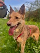 TAPKA, Hund, Mischlingshund in Slowakische Republik