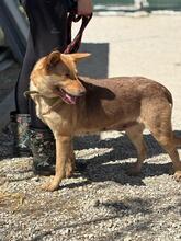 TAPKA, Hund, Mischlingshund in Slowakische Republik - Bild 2
