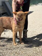 TAPKA, Hund, Mischlingshund in Slowakische Republik - Bild 3