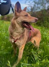 TAPKA, Hund, Mischlingshund in Slowakische Republik - Bild 4
