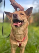 TAPKA, Hund, Mischlingshund in Slowakische Republik - Bild 6