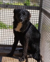 NANNI, Hund, Mischlingshund in Italien - Bild 10
