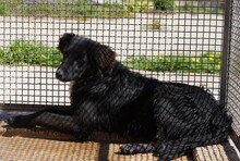 NANNI, Hund, Mischlingshund in Italien - Bild 13