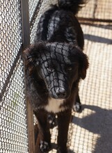 NANNI, Hund, Mischlingshund in Italien - Bild 3