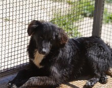 NANNI, Hund, Mischlingshund in Italien - Bild 4