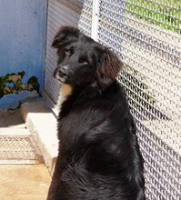 NANNI, Hund, Mischlingshund in Italien - Bild 5