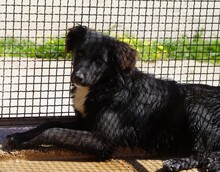NANNI, Hund, Mischlingshund in Italien - Bild 6