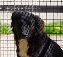 NANNI, Hund, Mischlingshund in Italien - Bild 7
