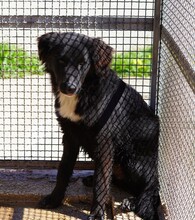 NANNI, Hund, Mischlingshund in Italien - Bild 8