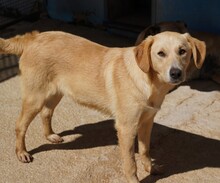 NEMO, Hund, Mischlingshund in Italien