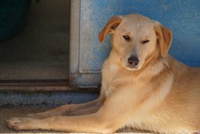 NEMO, Hund, Mischlingshund in Italien - Bild 10