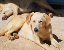 NEMO, Hund, Mischlingshund in Italien - Bild 11