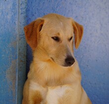 NEMO, Hund, Mischlingshund in Italien - Bild 2