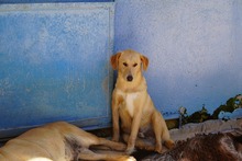 NEMO, Hund, Mischlingshund in Italien - Bild 4