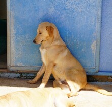 NEMO, Hund, Mischlingshund in Italien - Bild 5