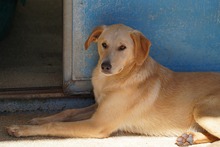 NEMO, Hund, Mischlingshund in Italien - Bild 6