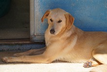 NEMO, Hund, Mischlingshund in Italien - Bild 7