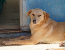 NEMO, Hund, Mischlingshund in Italien - Bild 8