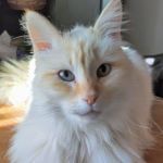 CARL, Katze, Europäische Langhaarkatze in Neustadt