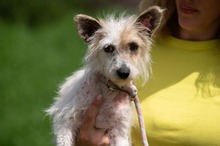 GELLAKK, Hund, Parson Russell Terrier-Chihuahua-Mix in Ungarn - Bild 1