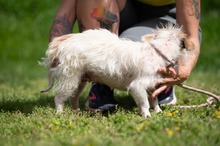 GELLAKK, Hund, Parson Russell Terrier-Chihuahua-Mix in Ungarn - Bild 10
