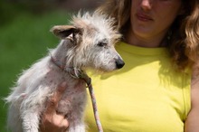 GELLAKK, Hund, Parson Russell Terrier-Chihuahua-Mix in Ungarn - Bild 11