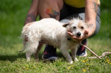 GELLAKK, Hund, Parson Russell Terrier-Chihuahua-Mix in Ungarn - Bild 12