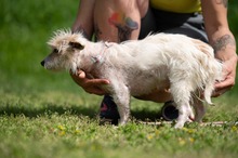 GELLAKK, Hund, Parson Russell Terrier-Chihuahua-Mix in Ungarn - Bild 13