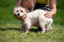 GELLAKK, Hund, Parson Russell Terrier-Chihuahua-Mix in Ungarn - Bild 14