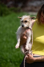 GELLAKK, Hund, Parson Russell Terrier-Chihuahua-Mix in Ungarn - Bild 2