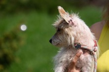 GELLAKK, Hund, Parson Russell Terrier-Chihuahua-Mix in Ungarn - Bild 3