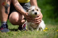 GELLAKK, Hund, Parson Russell Terrier-Chihuahua-Mix in Ungarn - Bild 4