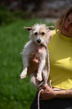 GELLAKK, Hund, Parson Russell Terrier-Chihuahua-Mix in Ungarn - Bild 5