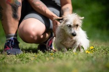 GELLAKK, Hund, Parson Russell Terrier-Chihuahua-Mix in Ungarn - Bild 6