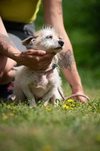 GELLAKK, Hund, Parson Russell Terrier-Chihuahua-Mix in Ungarn - Bild 7