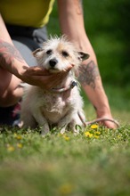 GELLAKK, Hund, Parson Russell Terrier-Chihuahua-Mix in Ungarn - Bild 9