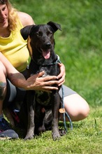 FONZO, Hund, Mischlingshund in Ungarn - Bild 1