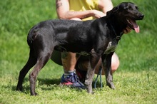 FONZO, Hund, Mischlingshund in Ungarn - Bild 10